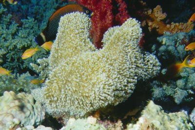 koralle2.jpg