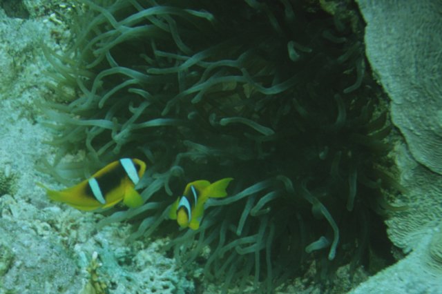 anemonenfische.jpg