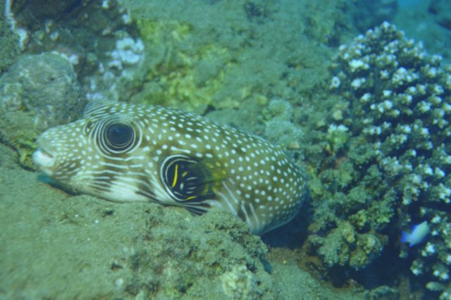 schwarzfleckenkuglefisch.jpg